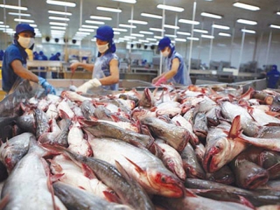 Pangasius exports will see a considerable increase