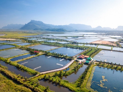 Khánh Hoà sets goal to develop industrial offshore aquaculture