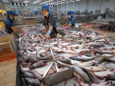 Pangasius prices remain at bottom amid China buys back