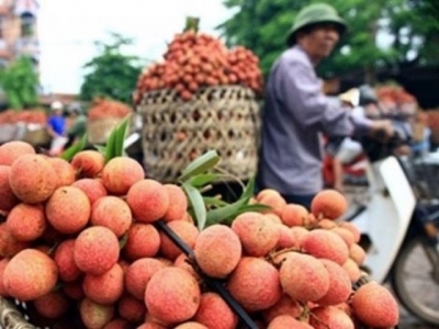 Hai Duong lychee to be sold on e-commerce sites