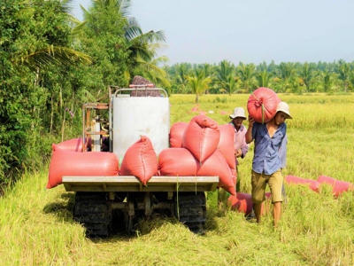 Southern districts - Winter Spring rice crop 2020-2021 focused on harvesting