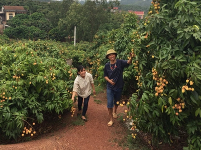 Bac Giang well prepares condition for lychee consumption