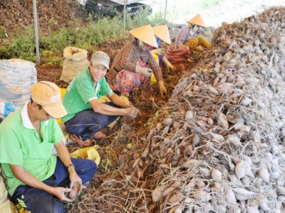 Lập bản đồ nông nghiệp để định hướng phát triển khoai lang