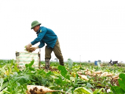 Initiatives to boost sales of Vietnamese agricultural products