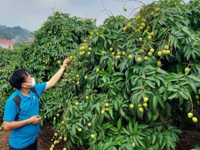 Lychee sale in 2021 - Increasing online connections, expanding markets