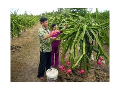 Bẫy Kiến Hại Thanh Long