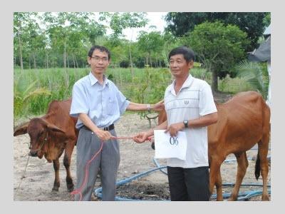 Trao Bò Sinh Sản Cho Nông Dân