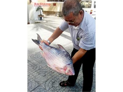 Bắt Được Cá Mè Vinh Nặng 10 Kg