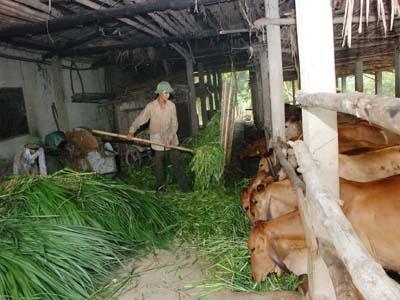 Chế Biến Rơm Làm Thức Ăn Cho Trâu Bò Trong Vụ Đông Xuân