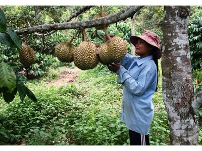 Tìm Đầu Ra Cho Nông Sản