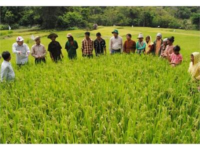 Hội Nghị Đầu Bờ Đánh Giá Mô Hình Giống Lúa Lai Q5