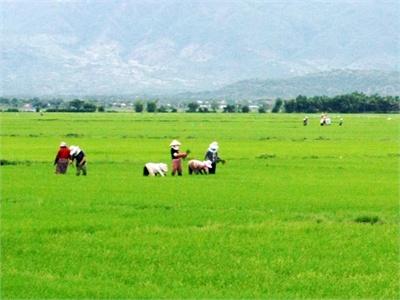 Ninh Phước Tập Trung Chăm Sóc Lúa Hè - Thu