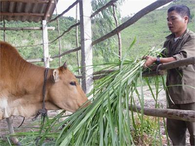 Chữa Bệnh Tụ Huyết Trùng Cho Trâu Bò