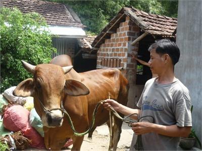 Thu Nhập Cao Từ Nghề Vỗ Béo Bò