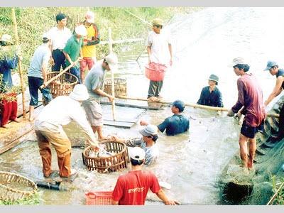 Liên Kết “Cứu” Cá Tra