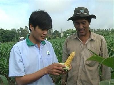 Mô Hình Trồng Bắp Lai Đạt Hiệu Quả