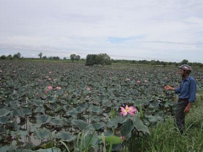 Trồng Sen Thương Phẩm Đem Lại Thu Nhập Cao