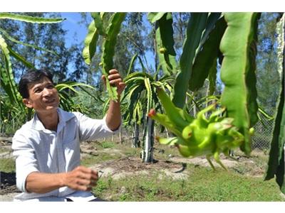 Cây Lạ Ở Xứ Biển