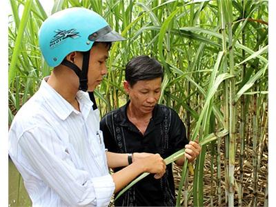 Hậu Giang Chủ Động Phòng, Chống Sâu Bệnh Trên Mía