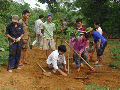 Triển Vọng Cây Cao Su Trên Vùng Đất Lang Chánh