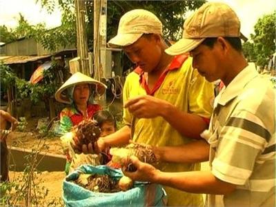 Khoai Cao Rớt Giá, Nông Dân Lo Lắng