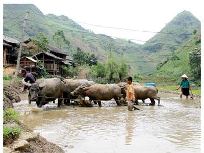 Chuyển Đổi Cơ Cấu Giống Cây Trồng Ở Khâu Piai