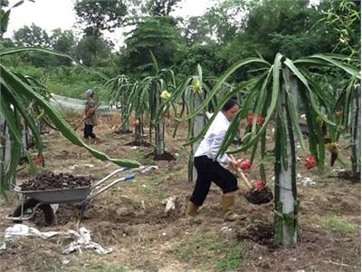 Cây Làm Giàu Trên Vùng Đá Dựng