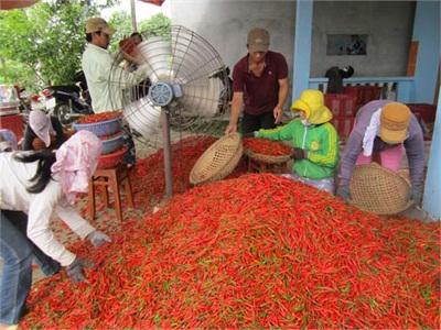 Trồng Ớt Xuất Khẩu Ở Mỹ Lộc (Nam Định)