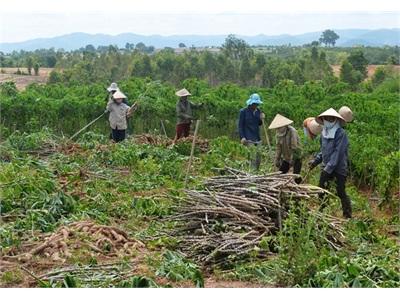 Tung Tin Đồn Hòng Mua Sắn Non