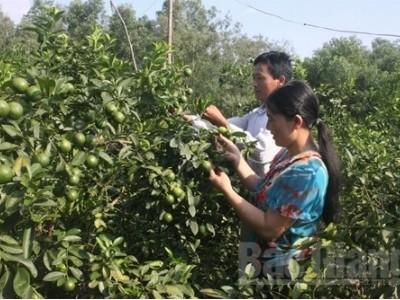 Xây dựng nhãn hiệu chanh đào Lạng Giang (Bắc Giang)