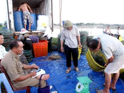 Quảng Yên (Quảng Ninh) được mùa tôm