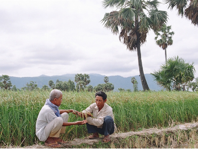 Tăng thêm 300 ha qui hoạch trồng lúa Nàng Nhen Bảy Núi