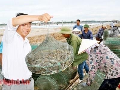 Mùa tôm ở Hoàng Mai (Nghệ An)