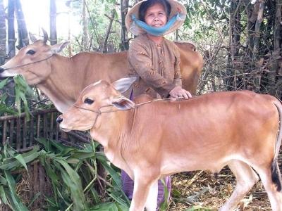 Khôi phục ngành chăn nuôi