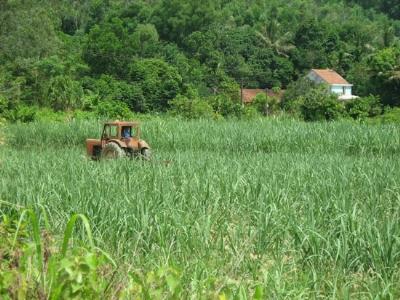 Phát triển vùng nguyên liệu mía ở Ba Tơ đang gặp khó