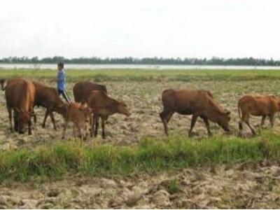 Thu nhập hàng trăm triệu đồng từ làm lúa và chăn nuôi