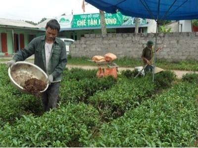 Phòng, chống sâu bệnh hại chè