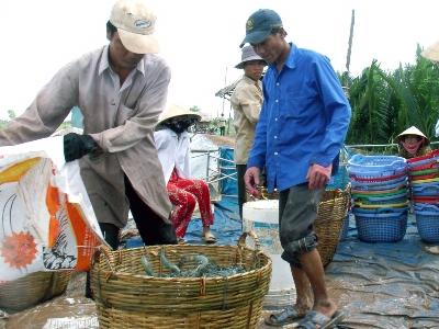 Sản lượng nuôi trồng thủy sản đạt 53% kế hoạch