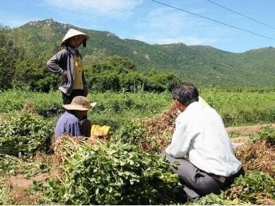 Hiệu quả mô hình liên kết sản xuất đậu phụng ở Cát Tài (Bình Định)