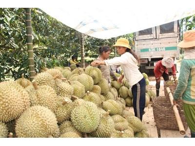 Chuyển đổi cơ cấu cây trồng hướng đi hiệu quả