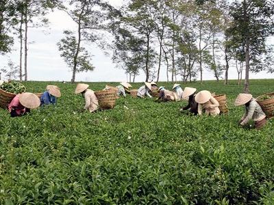 Nói không với FIPRONIL trên cây chè