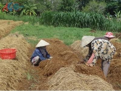 Tăng thu nhập nhờ trồng nấm rơm