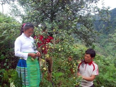 Trạm Tấu có trên 2.400ha sơn tra