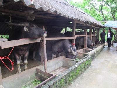 Hiệu quả chăn nuôi trâu, bò bán chăn thả ở Chiến Thắng