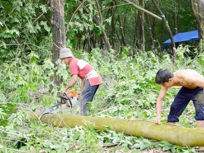 Thổn thức với cao su