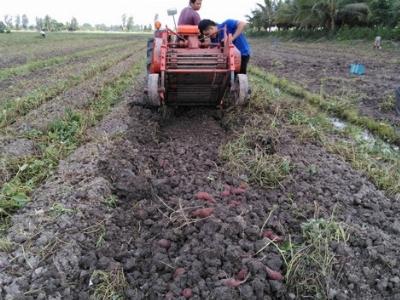 Vùng khoai có máy vun luống, máy thu hoạch