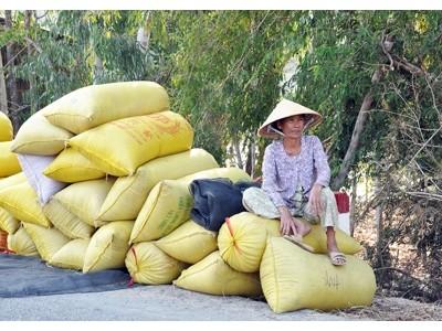 Vụ lúa phá huề!