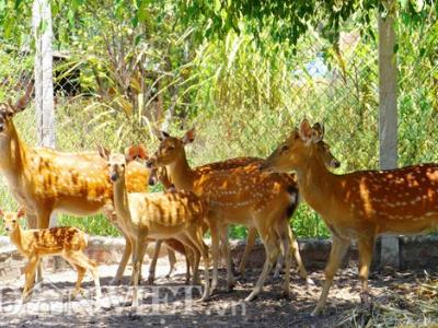 Bỏ nuôi bò sang hươu, nai lấy nhung, thu trăm triệu mỗi năm