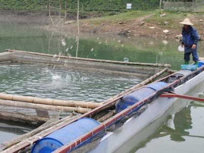 Sản lượng thủy sản Thái Nguyên tăng 800 tấn so với cùng kỳ