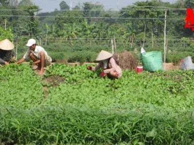 Long Xuyên (An Giang) phát triển diện tích sản xuất rau an toàn